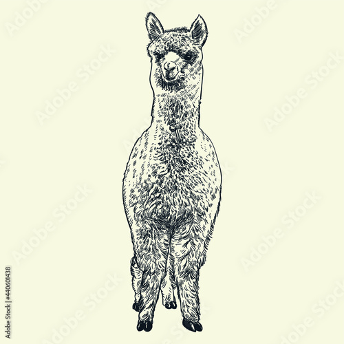 Vintage Hand Drawn front side alpaca