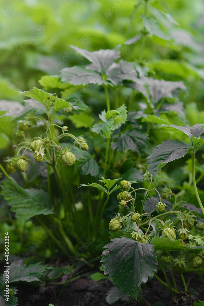 Obraz premium Fresh green strawberries grow in a garden bed on the farm. Gardening and gardening. A greeting card or banner for a sale for the spring festival or the autumn harvest festival. Vertical