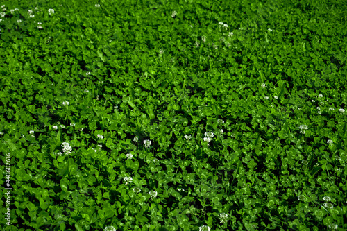 Clover leaves and flowers in the sunlight