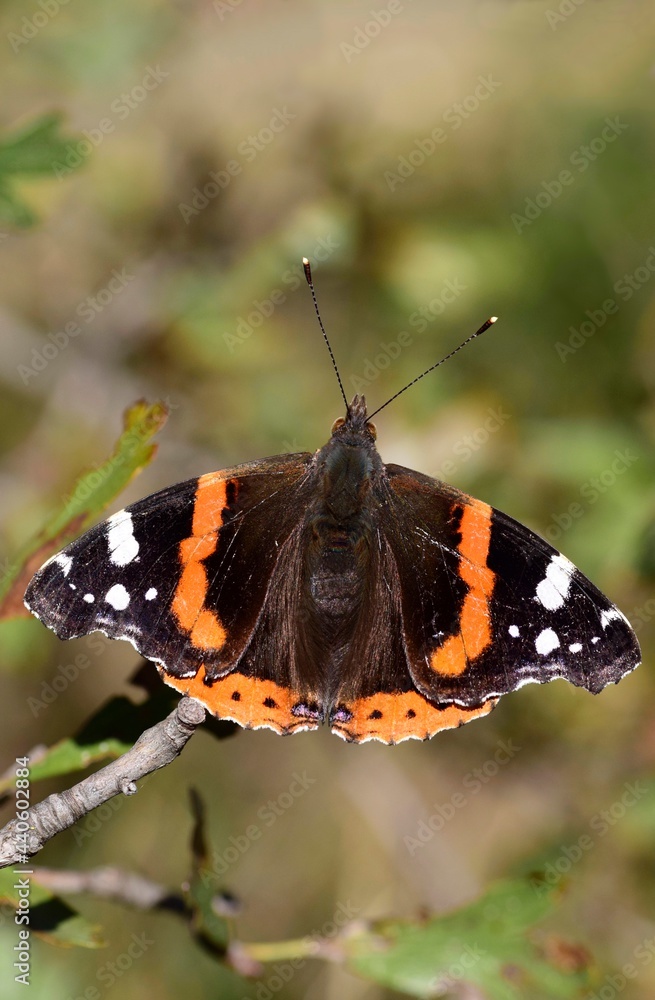 Red admiral butterfly in its environment in fall Red admiral butterfly in its environment in fall