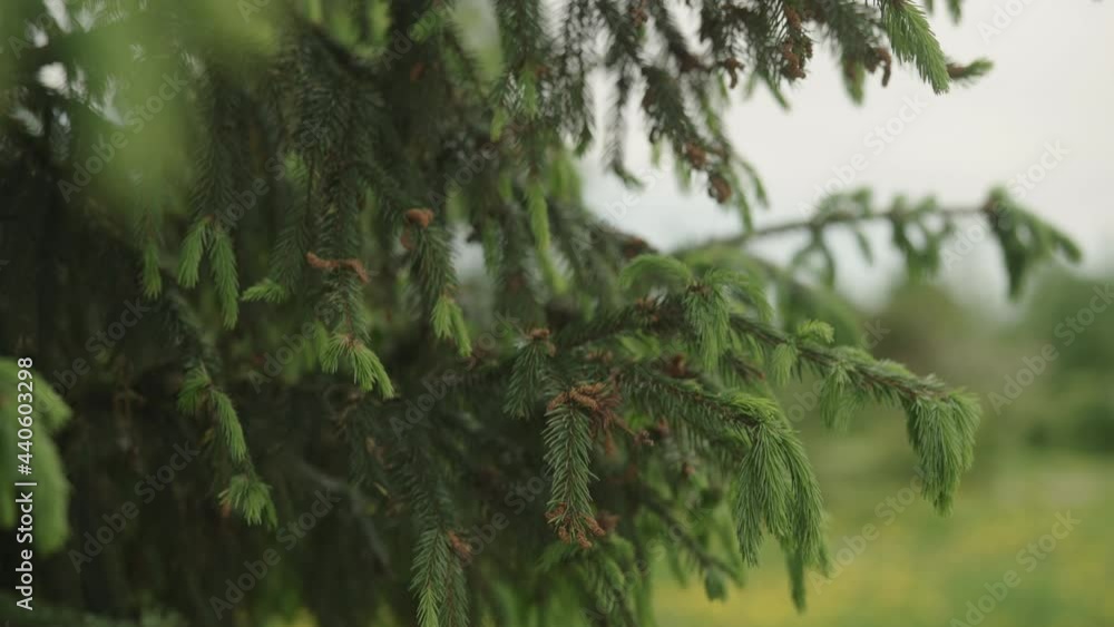Slow motion gimbal shot of yong fir branches