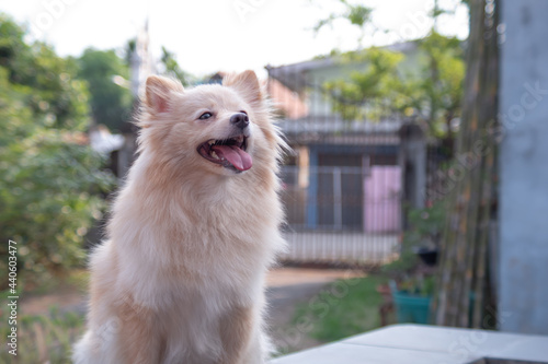 Pomeranian dog at my house