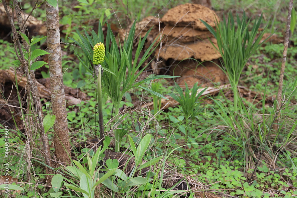Obraz premium termite house on the grass