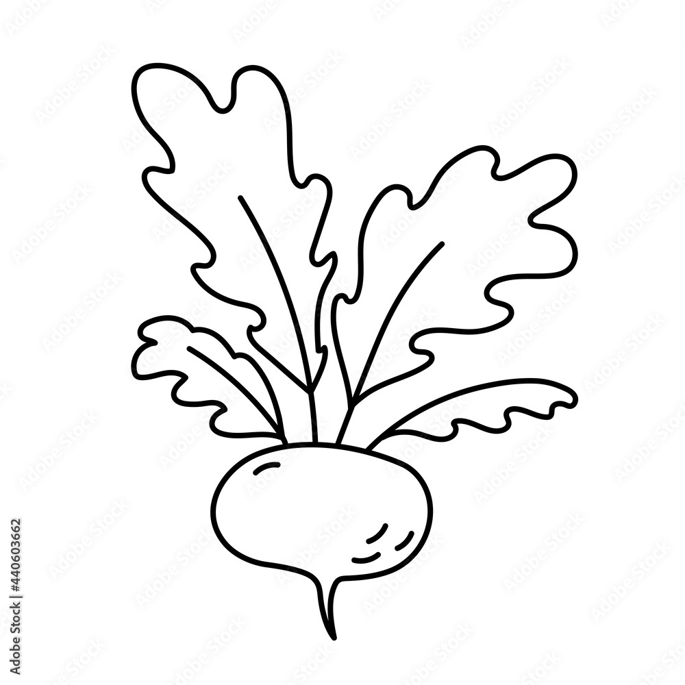 Turnip. Vegetable sketch. Thin simple outline icon. Black contour line