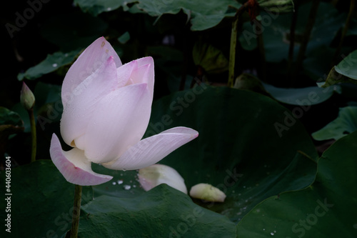 Lotus fields and lotus flowers with a beautiful atmosphere.