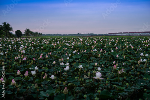 Lotus fields and lotus flowers with a beautiful atmosphere.