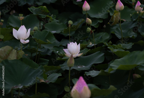 Lotus fields and lotus flowers with a beautiful atmosphere.