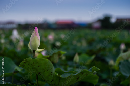 Lotus fields and lotus flowers with a beautiful atmosphere.