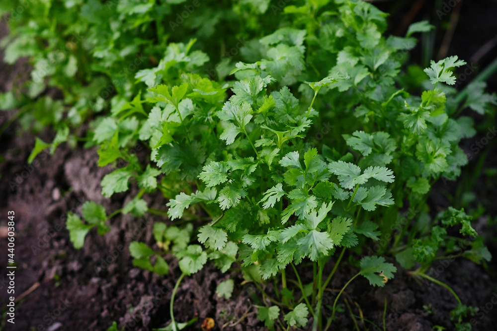 Fresh green parsley grow in a garden bed on the farm. Gardening and gardening. A greeting card or banner for a sale for the spring festival or the autumn harvest. zero waste. Eco.