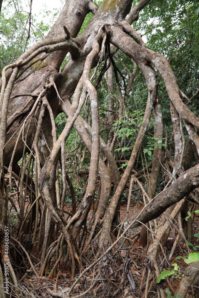 roots of tropical tree roots of tropical tree