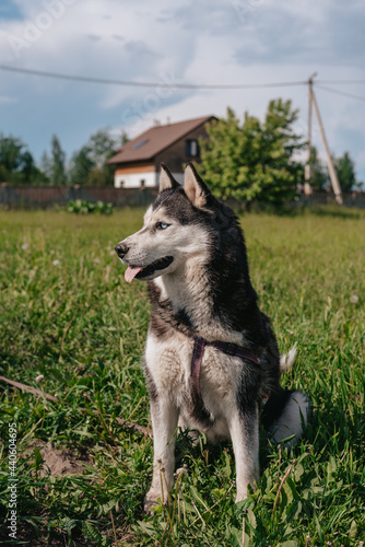 Siberian Huskies on a beach