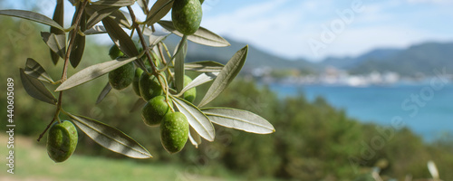 Olive tree against blue sea and sky, Shodoshima Island in Kagawa, Japan　オリーブの木と瀬戸内海 香川県・小豆島