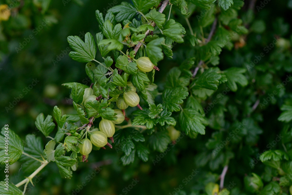 A young gooseberry bush with green fruits grows in the garden on the farm. Gardening. A greeting card or banner for a sale for the spring festival or the autumn harvest. A young gooseberry bush with green fruits grows in the garden on the farm. Gardening. A greeting card or banner for a sale for the spring festival or the autumn harvest.