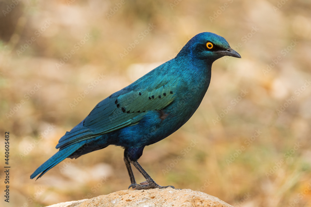 Fototapeta premium Greater Blue-eared Glossy-starling - Lamprotornis chalybaeus, beautiful blue perching bird from African woodlands, bushes and gardens, lake Langano, Ethiopia.