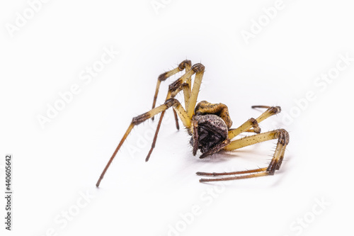 closeup of large dead spider on isolated white background, concept of arachnophobia, arachnid killed after using poison or pesticide.