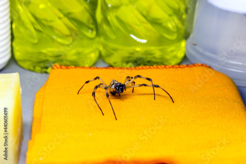 dangerous animal walking around the house, spider in the laundry, concept of pest or pest control