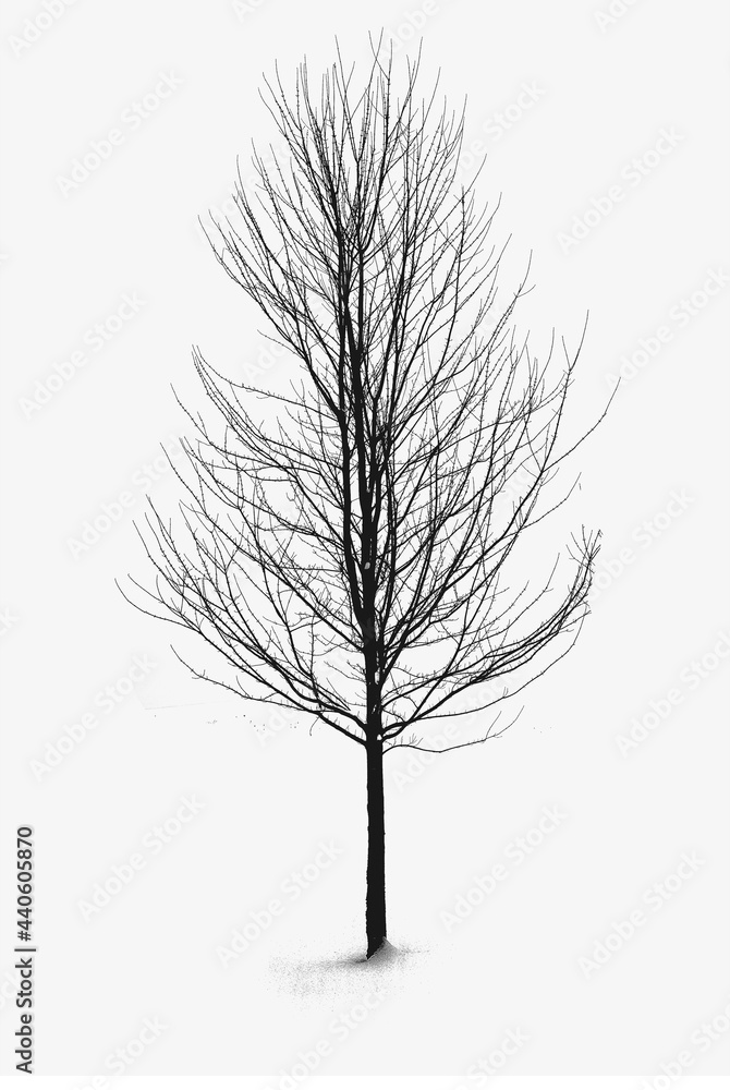 Obraz premium tree without leaves on a white background, used for advertising