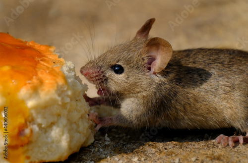 The house mouse is a small mammal of the order Rodentia, characteristically having a pointed snout, large rounded ears, and a long and hairy tail