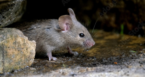 The house mouse is a small mammal of the order Rodentia, characteristically having a pointed snout, large rounded ears, and a long and hairy tail