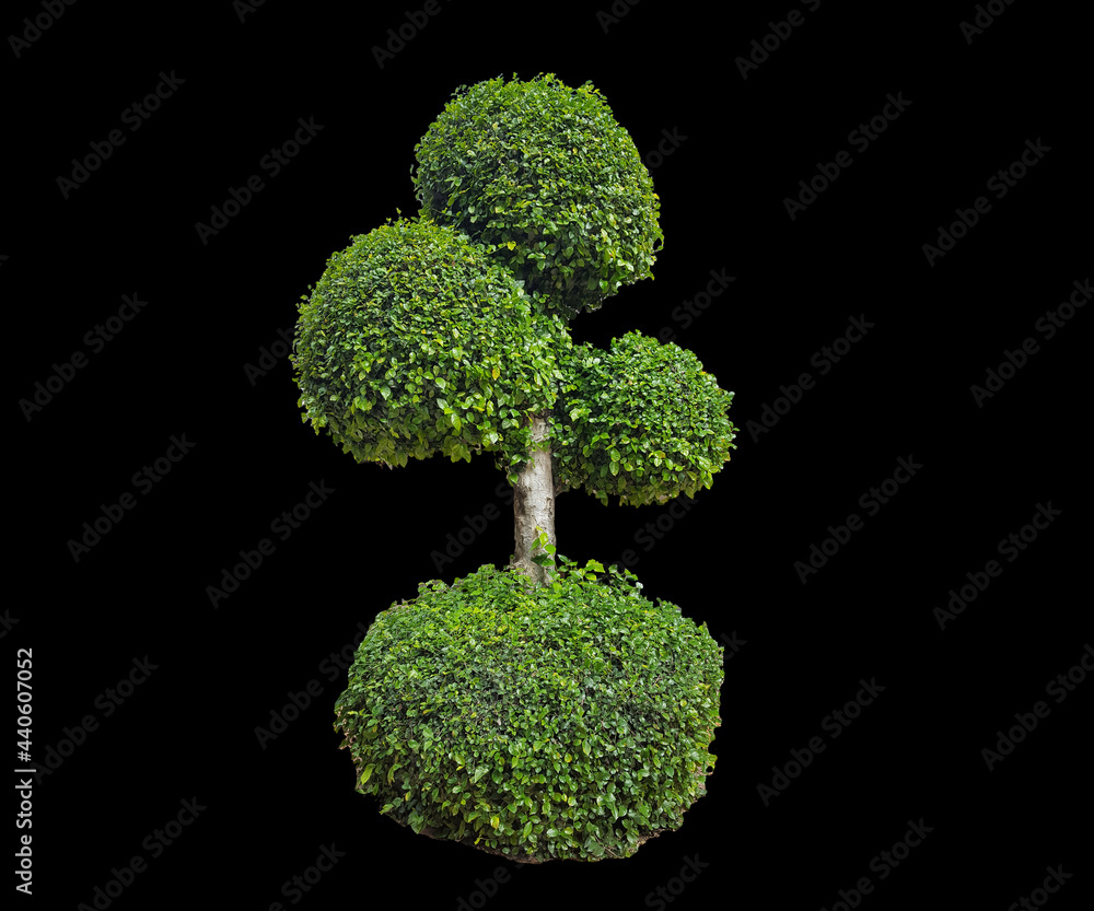 Doll shaped tree, isolated shaped tree with clipping paths on black background. Doll shaped tree, isolated shaped tree with clipping paths on black background.