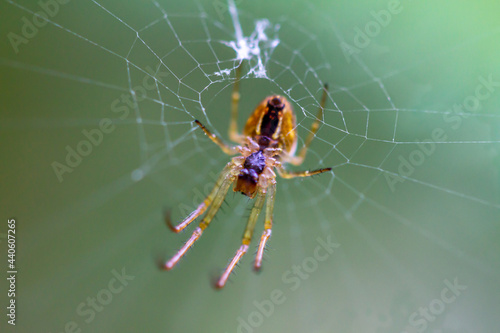 Spider in web - HDR