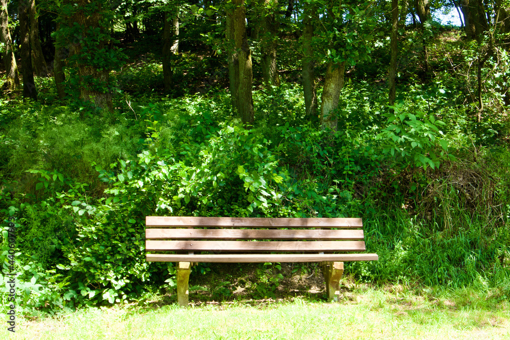 bench in nature near to a trail bench in nature near to a trail
