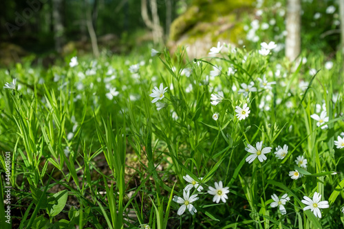 Gorgeous small flowers bloom in the green grass against the backdrop of the forest.