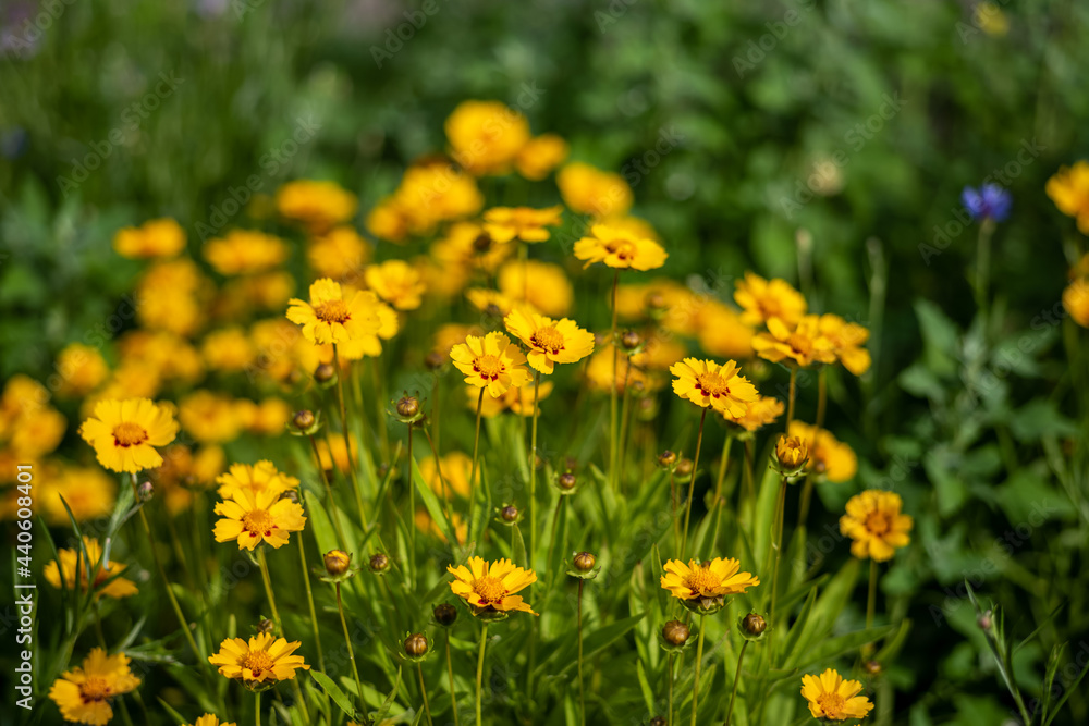 Fototapeta premium yellow flowers in the garden