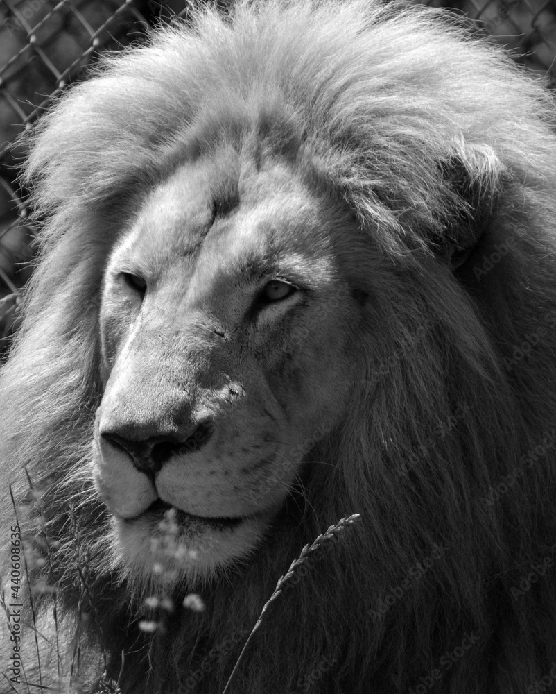 Male white lion is a rare color mutation of the lion. When the first ...