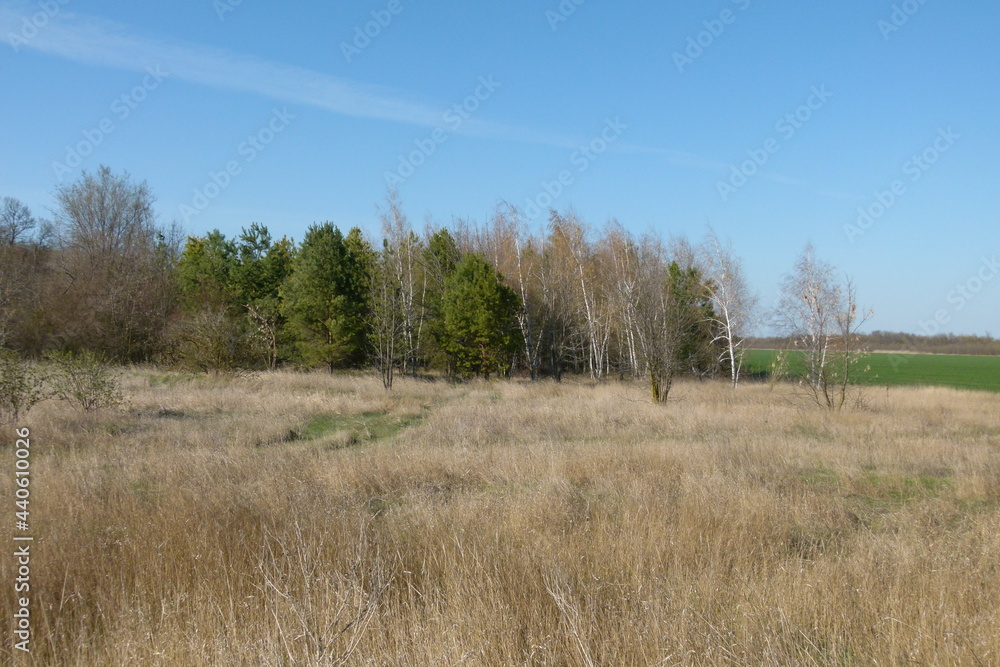 forest in the autumn