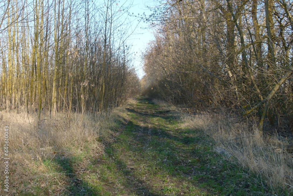 path in the woods path in the woods