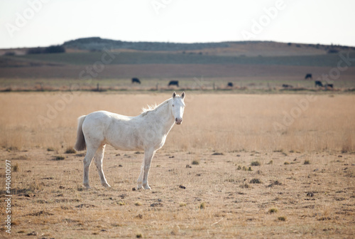 wild horses in the field