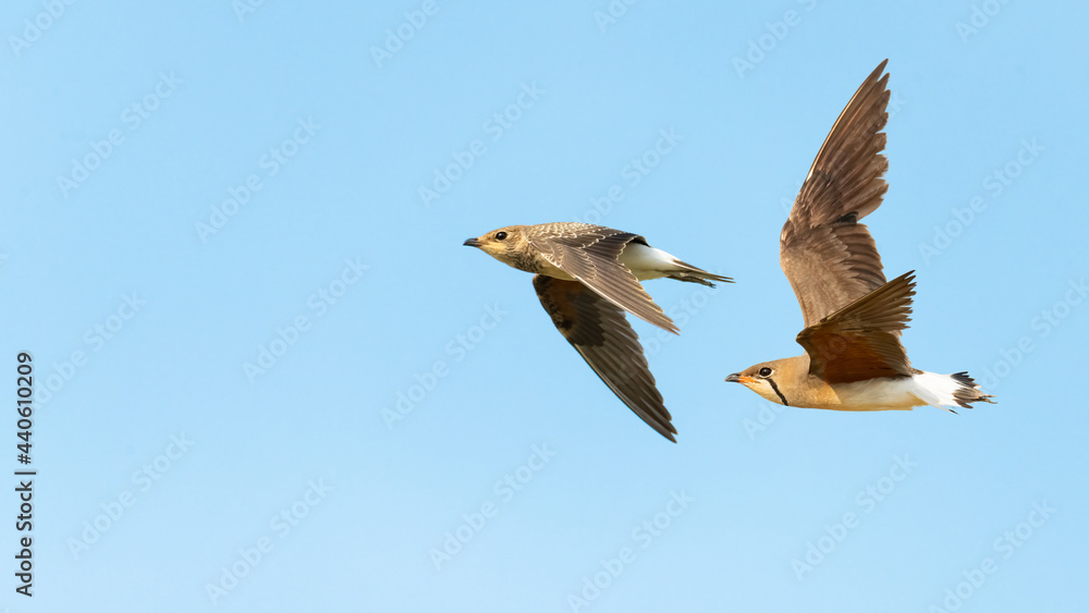 Juvenile and adulte Oriental Pratincole in flight Juvenile and adulte Oriental Pratincole in flight