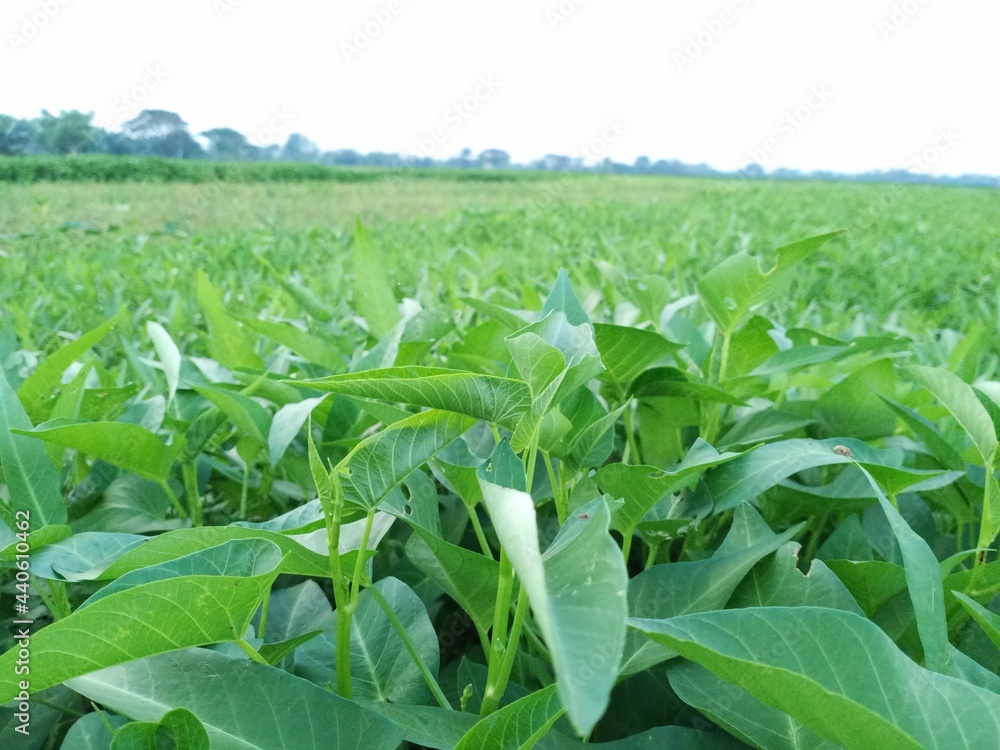 Asian kale vegetable garden Asian kale vegetable garden