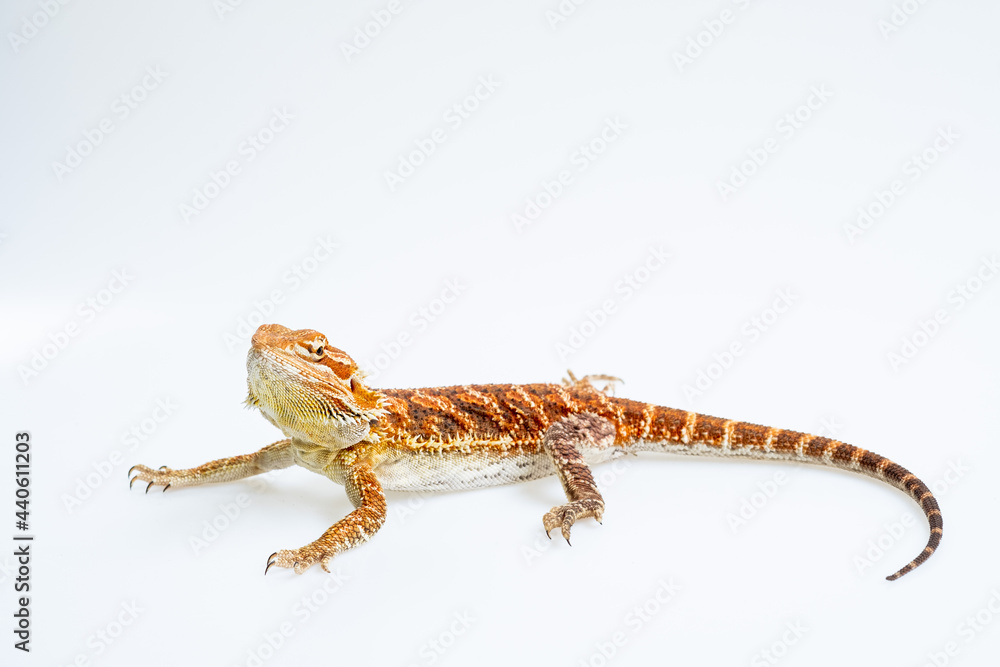 Naklejka premium bearded dragon on white background