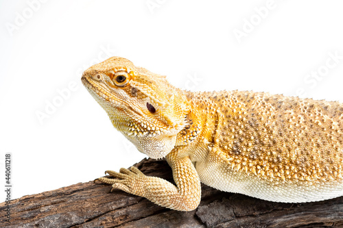 bearded dragon on white background