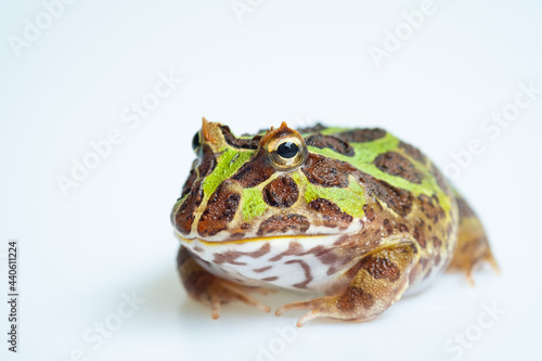 closeup argentine horned frog on white background