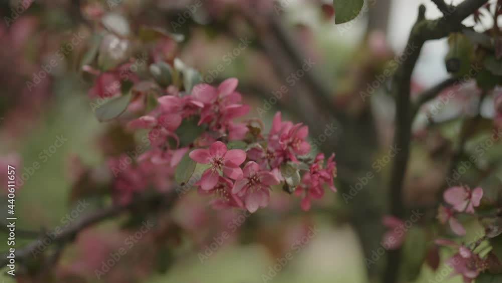 Slow motion gimbal shot of dark pink apple flowers on a young tree closeup Slow motion gimbal shot of dark pink apple flowers on a young tree closeup