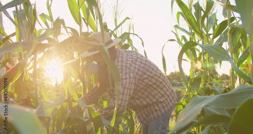 A long-haired Asian corn farmer wearing a hat and white gloves is harvesting the stalks of corn in the early morning hours as the golden glow casts a beautiful flare.