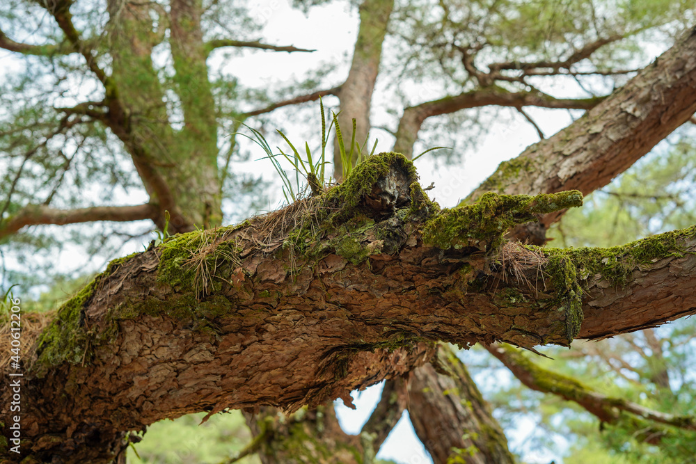 Japanese moss-grown trees