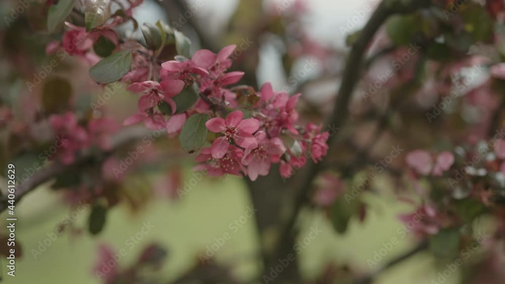 Slow motion gimbal shot of dark pink apple flowers on a young tree closeup Slow motion gimbal shot of dark pink apple flowers on a young tree closeup