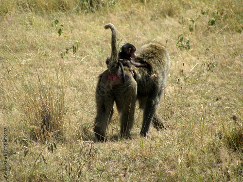 Olive baboon Serengeti National Park Tanzania