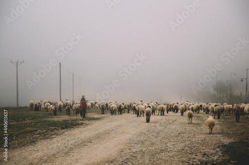 sheep in the field