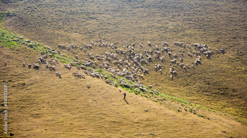 rows of vines in the field