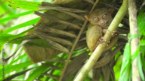Tarsier monkey in natural environment. Bohol, Philippines. photo