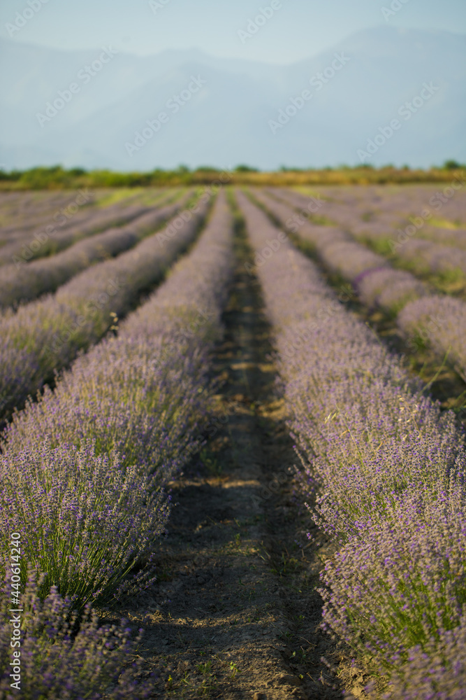 Blooming lavender field in countryside Blooming lavender field in countryside