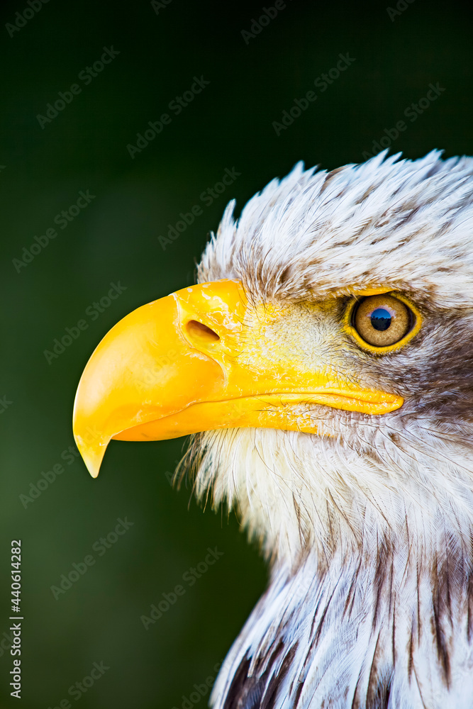 Obraz premium Seeadler