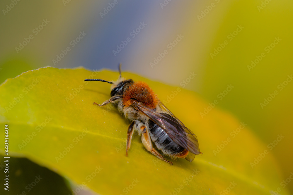 Early Mining Bee Early Mining Bee