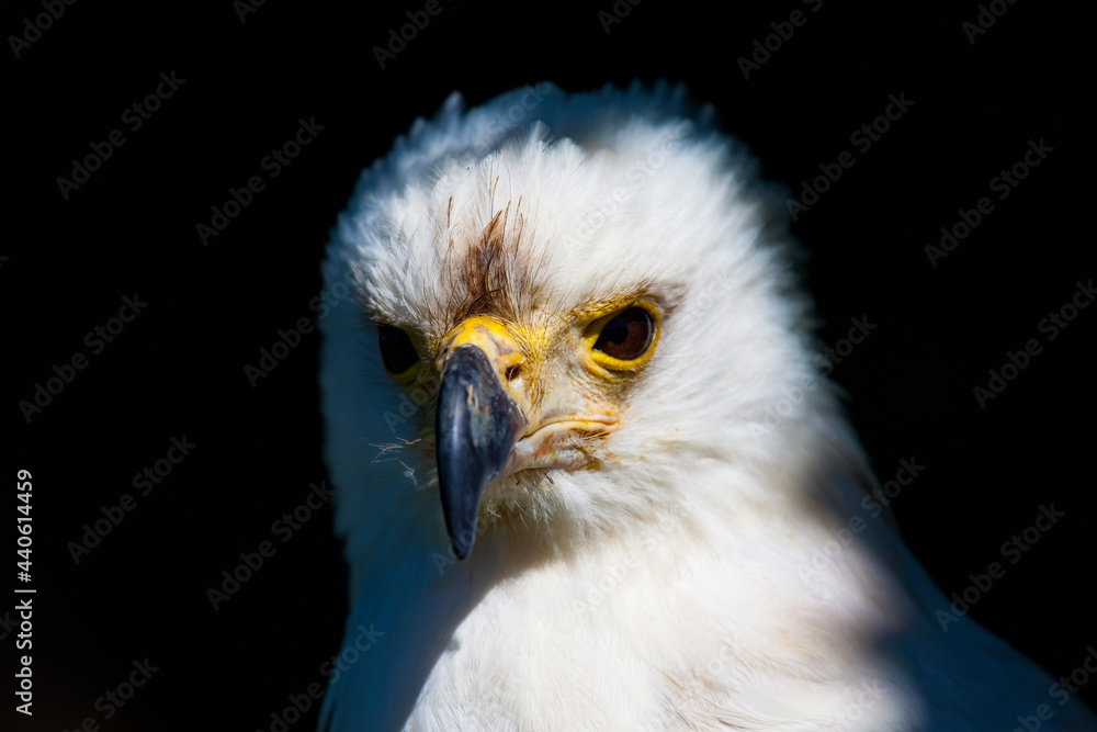 Fototapeta premium Seeadler