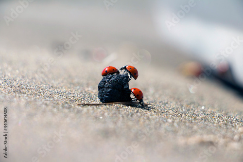 ladybug on the beach